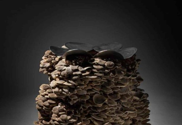   Fungi Stool: hongos que florecen y dan comodidad.