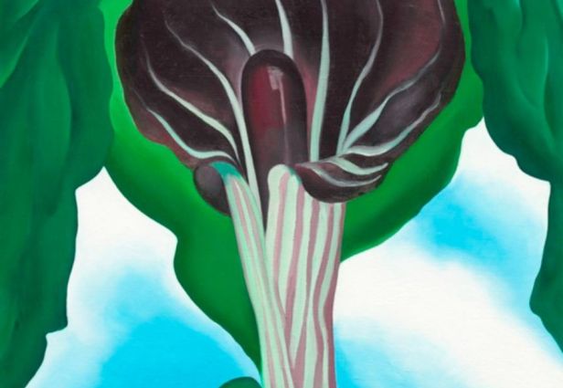 Jack-in-the-Pulpit No. 3, 1930. Georgia O'Keeffe Φωτογραφία: The San Diego Museum of Art