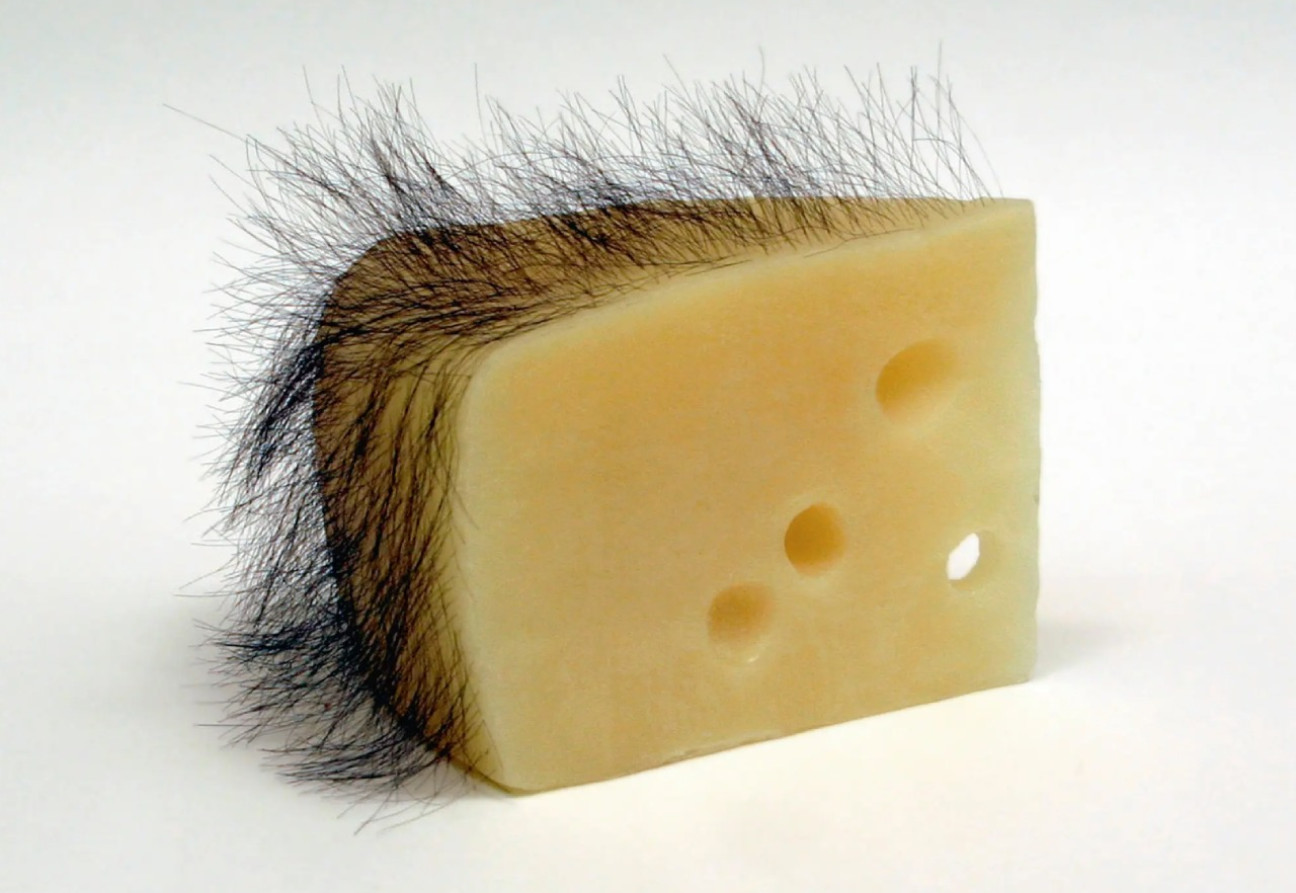 Short Haired Cheese. Robert Gober. Fuente: The New York Times