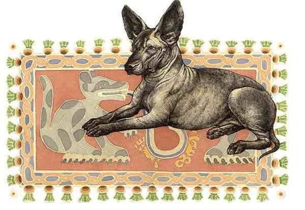 El xoloitzcuintle: Animal sagrado del México prehispánico | Fahrenheit  Magazine